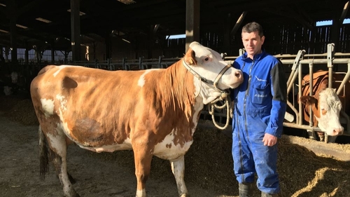 Salon de l'Agriculture : la vache Objective revient au Bourg d'Iré...